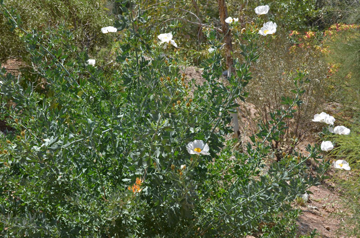 Coulter's Matilija Poppy, Romneya coulteri 